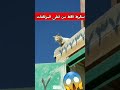 شاهد سقوط القط من اعلى المرتفعات محتوى رائج
