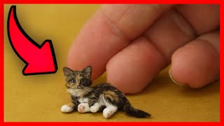 OMG So Cute Cats ♥ Best Funny Cat Videos 2021 #204 by Jhon Pets Tv 6 views 2 years ago 5 minutes, 13 seconds