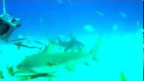 My first scuba dive