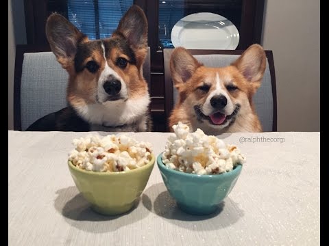 Corgis Celebrate National Popcorn Day