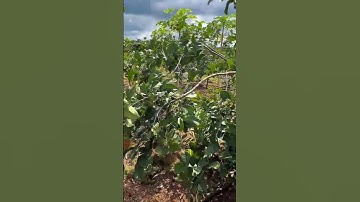 Cô Thu nợ ngân hàng , bán gấp vườn trái cây xum xuê trái ở Châu Đức,BR-Vt#shorts#batdongsan