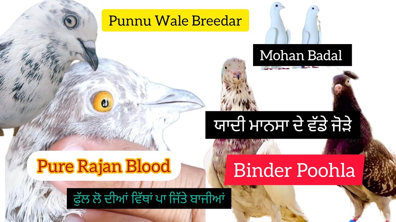 ਯਾਦੀ ਮਾਨਸਾ ਕੋਲ ਮੋਹਨ ਸਿੰਘ ਬਾਦਲ ਤੇ ਪੁਨੂੰ ਵਾਲੇ ਪਿਓਰ ਰਾਜਨ ਵਾਲਿਆ ਦੀ ਕੀ ਆ ਪਹਿਚਾਨ ਡੱਬੀ ਨੋਕ ਵਾਲੇ