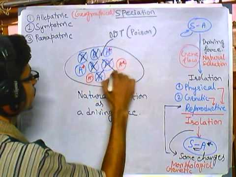 Origin of species: parapatric speciation (evolution part 7 speciation 3) biology major rutgers