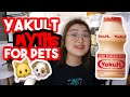 PWEDE BA ANG YAKULT SA ASO o PUSA? | Debunking Pet Myths|  Arah Virtucio