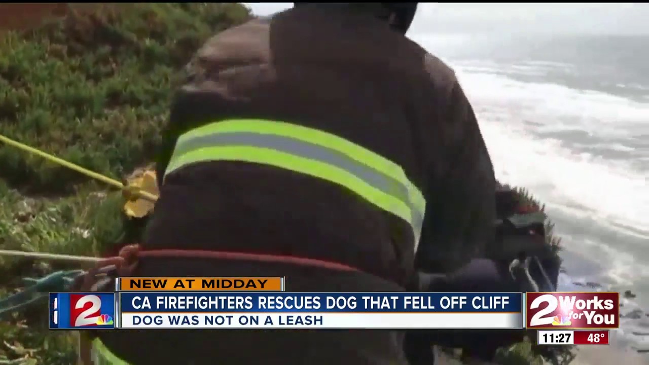 Dog rescued by California Firefighters after it fell off cliff - YouTube