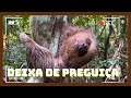 Explorando o Mundo dos Bichos-Preguiça: Uma Aventura Inesquecível!