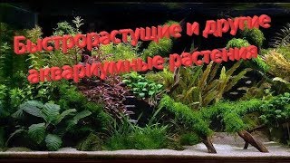 Быстрорастущие и другие аквариумные растения Быстрорастущие и другие аквариумные растения