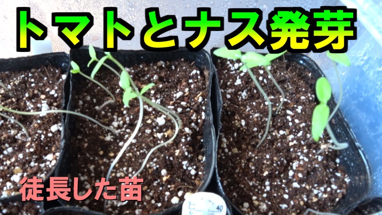 栽培4 7日目苗が徒長 夏野菜トマト ナス ミニトマト 菜園をつくろう栽培編 13 Youtube 栽培4 7日目苗が徒長 夏野菜トマト ナス ミニトマト 菜園をつくろう栽培編 13 Youtube