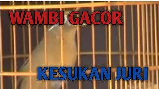 wambi gacor berkicau tanpa henti cocok buat masteran