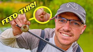 Download Lagu Feed TINY Amounts For BIG Weights! | A Yorkshireman's approach to hard pellet fishing! | Joe Carass MP3 Download Lagu Feed TINY Amounts For BIG Weights! | A Yorkshireman's approach to hard pellet fishing! | Joe Carass MP3
