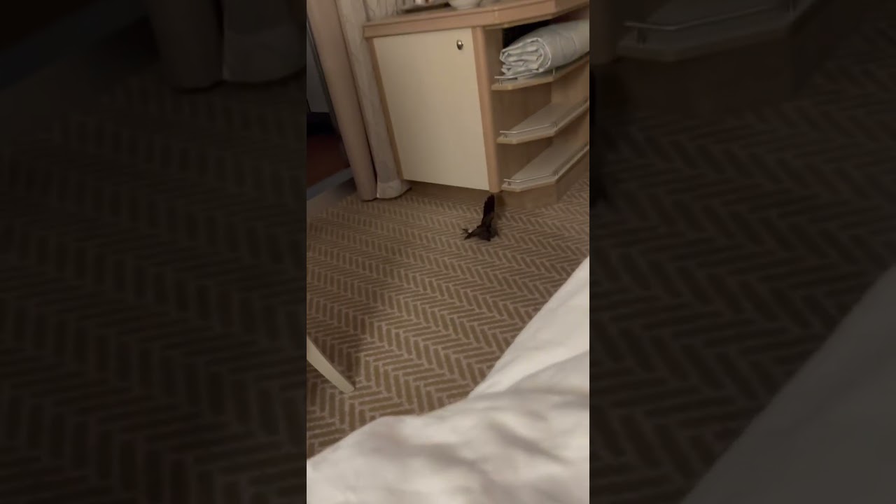 Surprise in Cabo a European Storm Petrel 