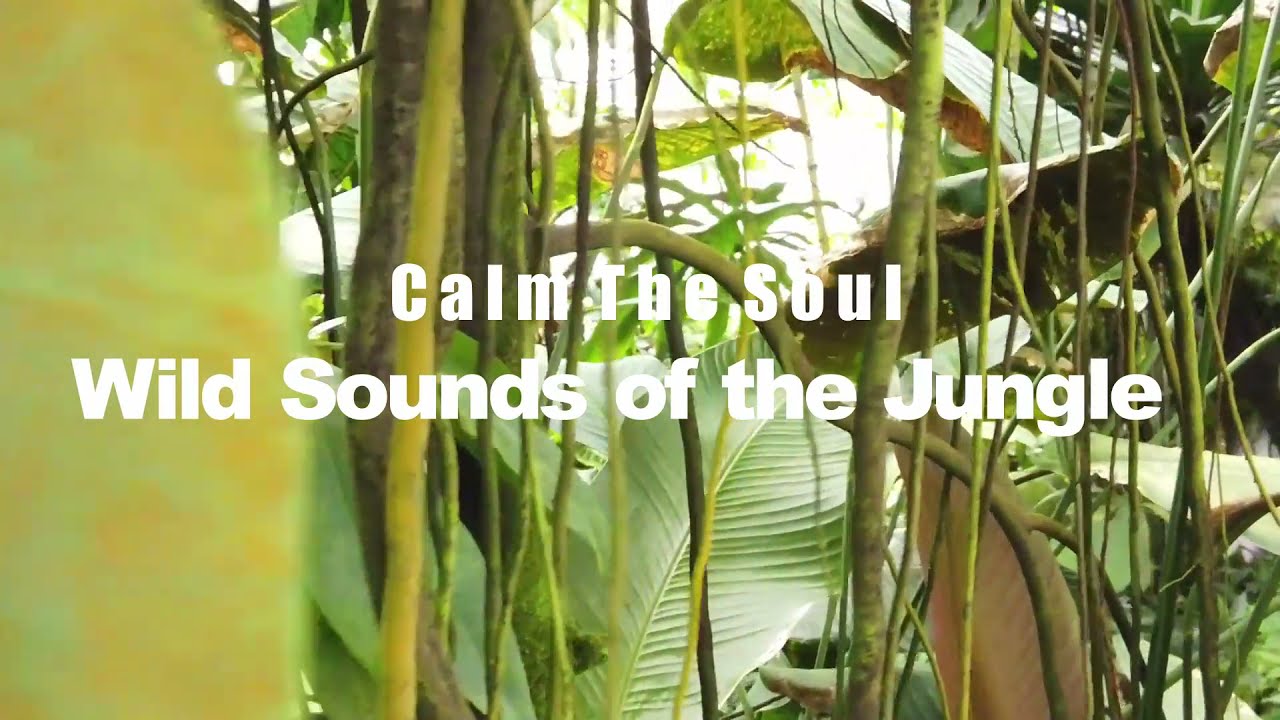 Wild Sounds of the Exotic Jungle - 4 Hours of Amazing Ambience