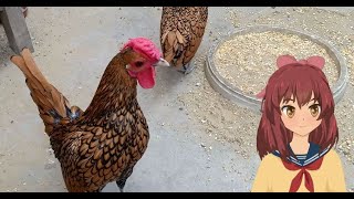 Facts about Golden Sebright Chicken