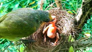 Mother Bird Brings Many Insect Treats to Hungry Chick - Mom Fails to Catch Feces While Feeding E219