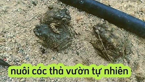 Nuôi Cóc thả vườn tự nhiên vì sao liên tục bổ sung thêm cóc mới