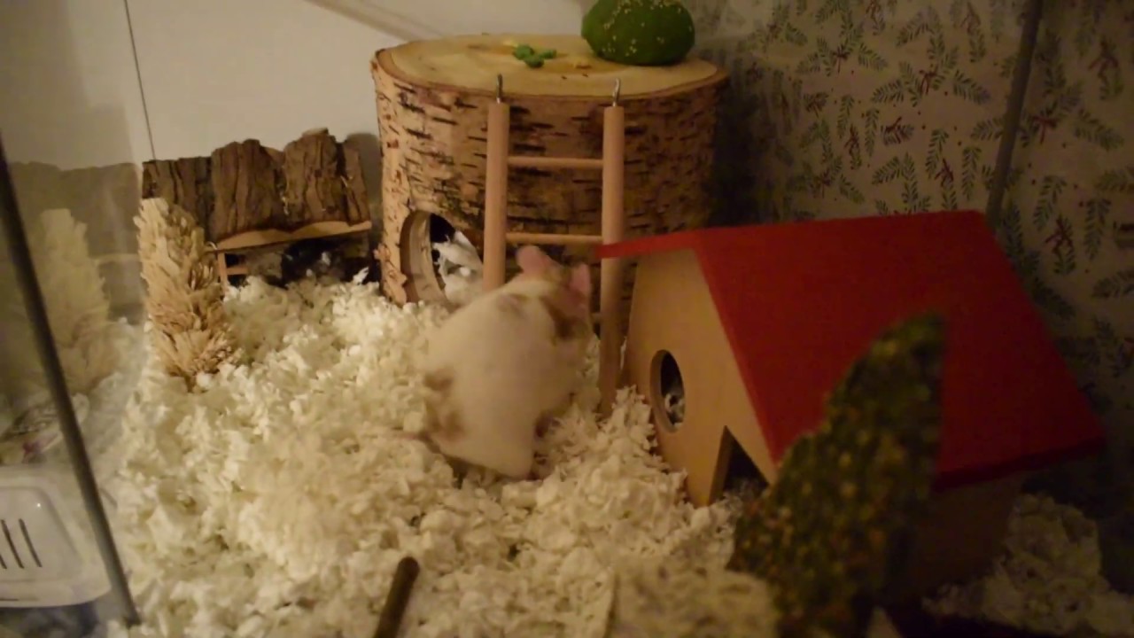 Christmas themed hamster cage tour