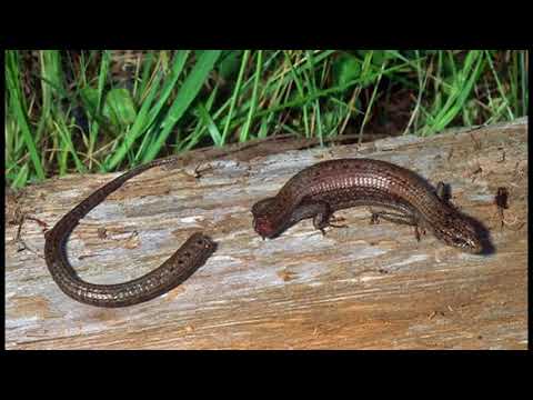 Video: Cómo Un Lagarto Muda Su Cola