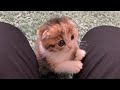 定位置が決まらない子猫がこちらですｗｗ