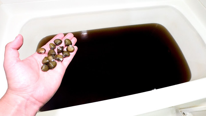 シジミで「マコモ湯」の水質は浄化できるのか？