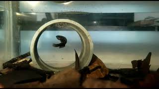 Betta Uberis Belitung Breeding Batch 2