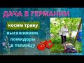 ДАЧА В ГЕРМАНИИ /ВСЁ ЗАРОСЛО ТРАВОЙ  🙈 ВЫСАЖИВАЮ ПОМИДОРЫ В ТЕПЛИЦУ