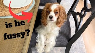 DOG TASTE TEST! | Cavapoo samples all the treats!