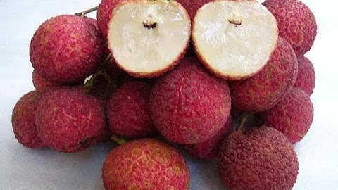 VẢI KHÔNG HẠT NHẬT BẢN CÂY GIỐNG NHẬP KHẨU ĐÃ VỀ VƯỜN SDT 0988630871