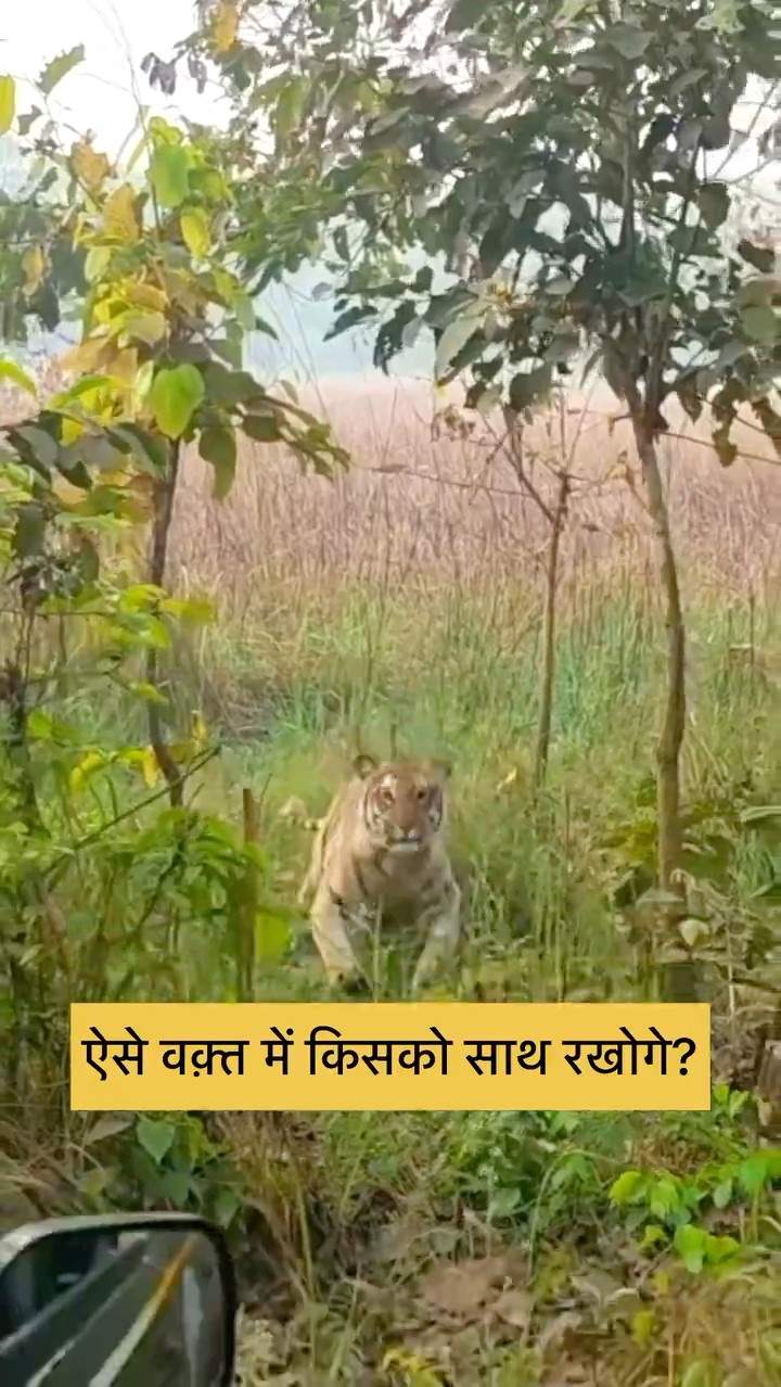 Tiger Mock Charge 😱 #woxygen #wildlife #junglesafari #tiger #savetigers #wildlifesafari #indianwild