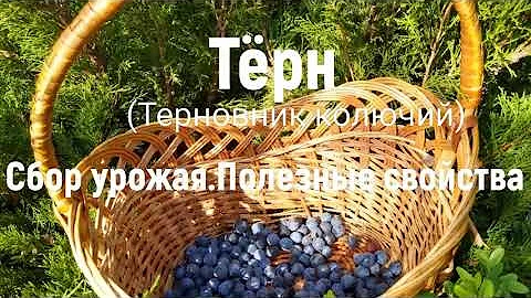 ТЁРН.Полезные свойства и вред.Сбор урожая - октябрь 2020