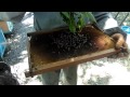 Пчеловодство: самый маленький рой)