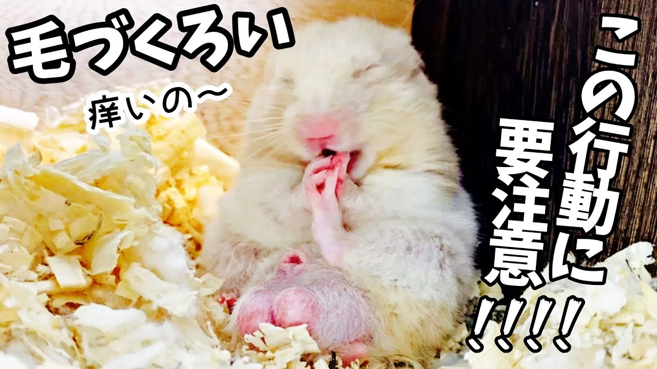 ハムスター 毛 づ くろい