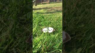 Large White butterfly mating frenzy