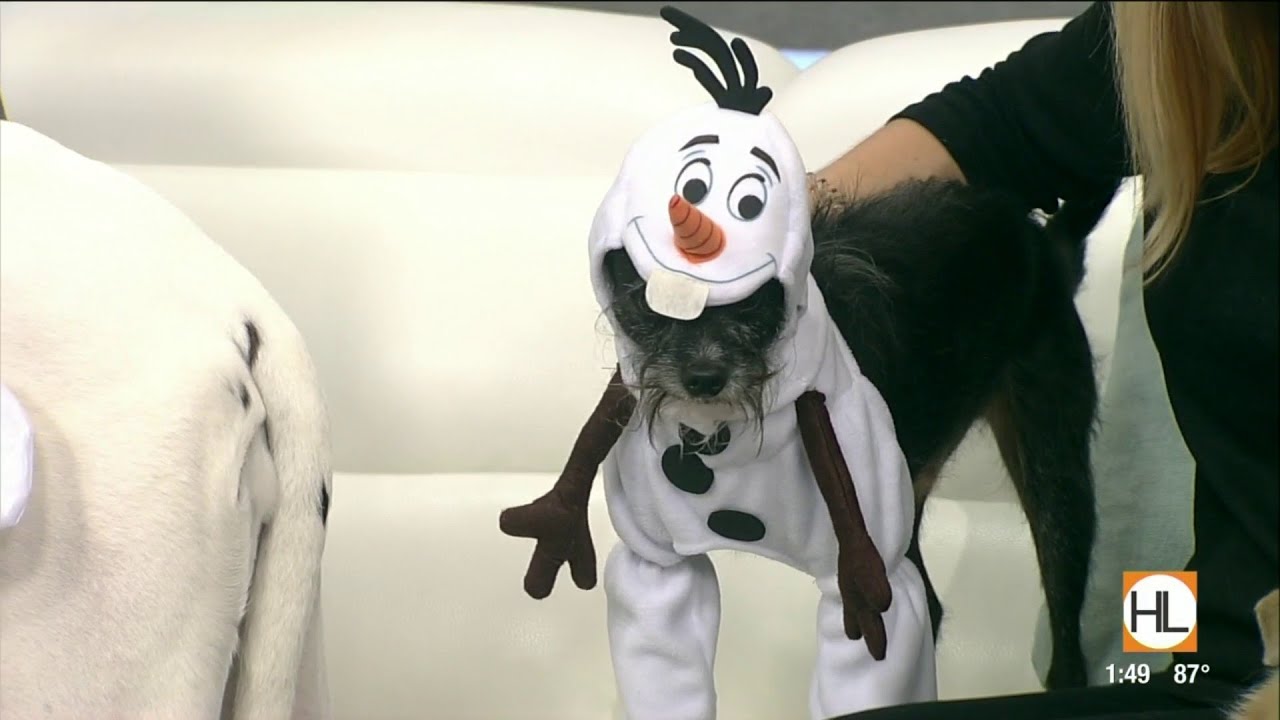 Houston pet expert shares Halloween safety tips for dogs | HOUSTON LIFE | KPRC 2