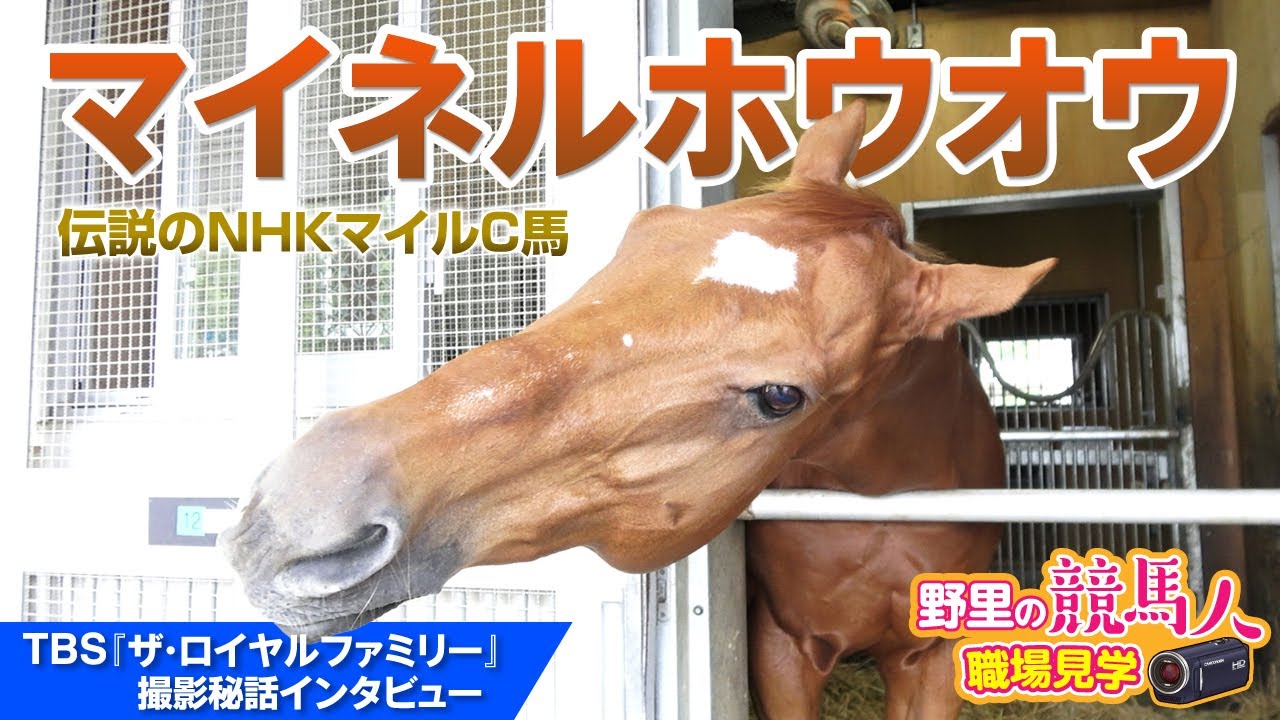 【マイネルホウオウ】日曜劇場「ザ・ロイヤルファミリー」出演　担当者はおっとり表情を心配「おとなしい馬だとバレてしまうような…」　東京競馬場誘導馬の優等生の今