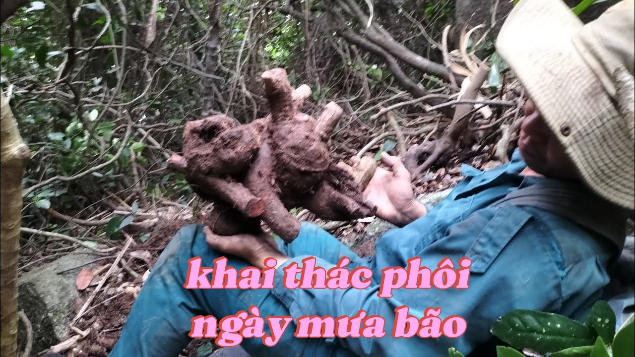 Lên rừng ngày mưa. Gặp nhiều hàng mini quái đẹp, giá sinh viên 