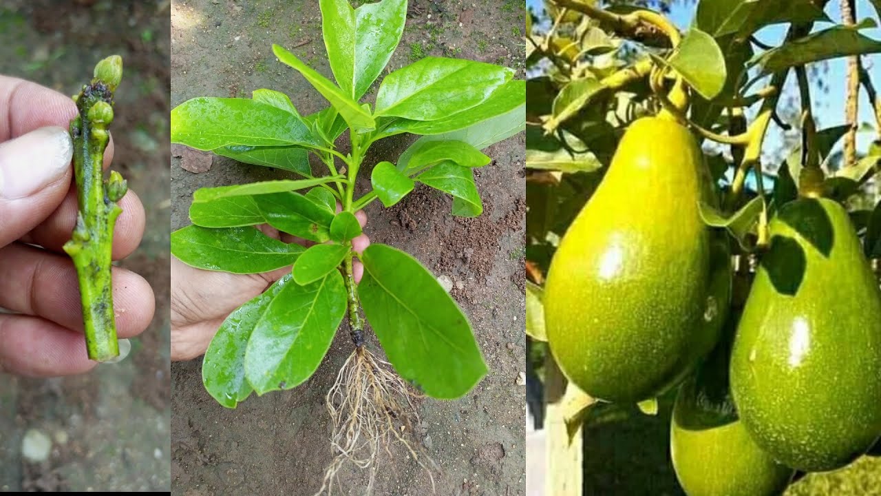 How to propagate avocado trees by cuttings in a short time YouTube