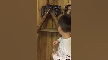 Артемий кормит енота!
