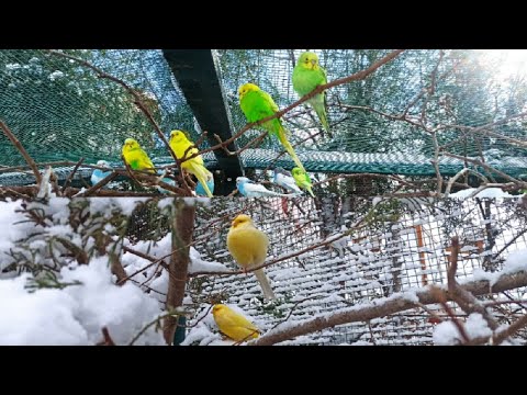 Karlar İçinde Salma Kafes... Muhabbet kuşu yavruları ve Kanaryalar...