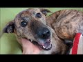 嫁の実家に行く元猟犬 午後半休取った飼い主が突然帰って来たら犬は