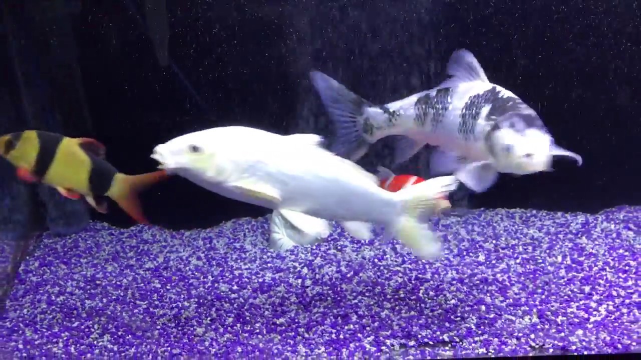 Koi in an Office Aquarium - update - YouTube