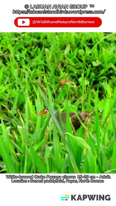 White-browed (Crake Porzana) cinerea 15–20 cm