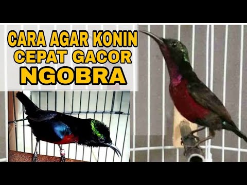 Cara Merawat Burung Kolibri Ninja Agar Cepat Gacor