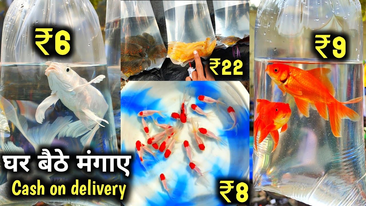 CHEAPEST AQUARIUM FISH MARKET GALIFF STREET FISH MARKET IN KOLKATA