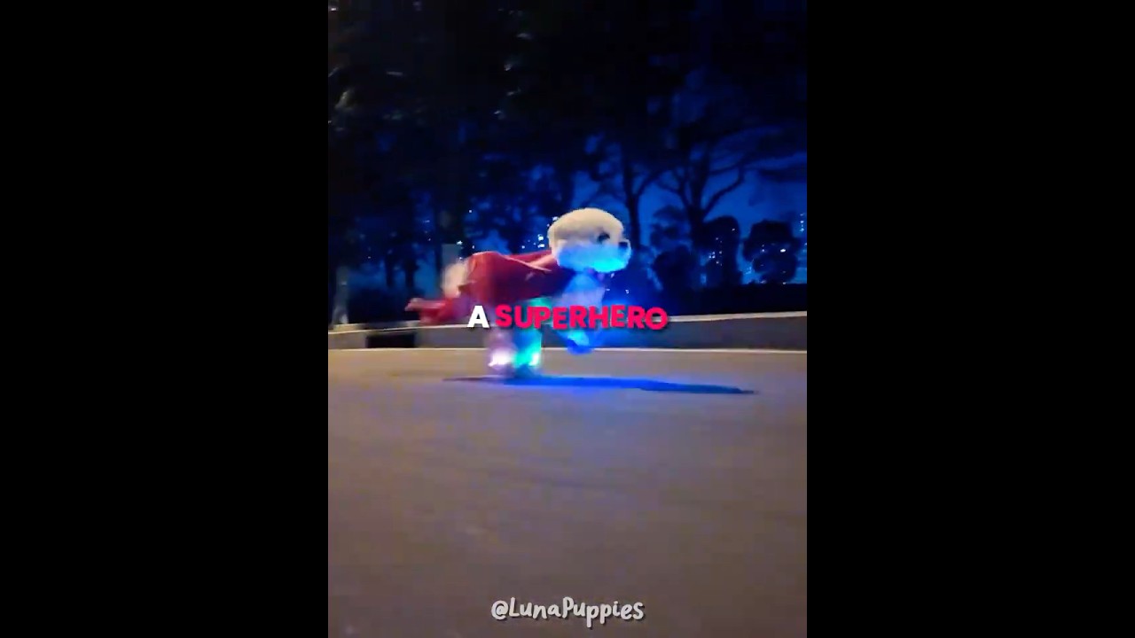 This Puppy Has Super Speed 🤣⚡️ #shorts
