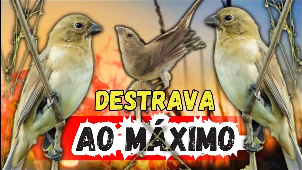 MELHOR PIADO DE FÊMEA PARA DEIXAR SEU PAPA-CAPIM DOIDO PARA CANTAR LOGO!
