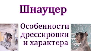Особенности обучения шнауцера Особенности обучения шнауцера