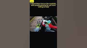 A blind kitten lost on the roadside, with countless people passing by, yet none willing to stop