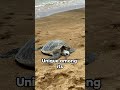 Turtle Facts: Journey into the Fascinating World of Ancient Shelled Wonders!