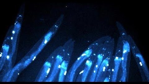 Single-Neuron Integration of Plasticity Mechanisms Actuates a Memory