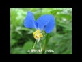 愛の小窓  田端義夫